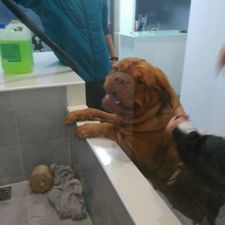 tosquia 1 petecia 13